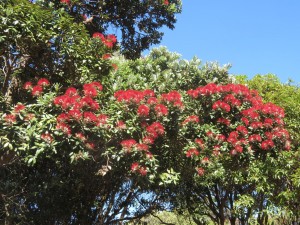 008 DevonportBottleBrushes