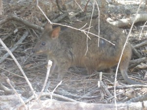 010 BakersBeachWalkTasmanianPademelon