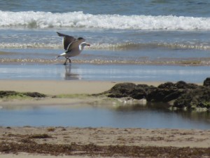 019 BakersBeachWalkSeagull