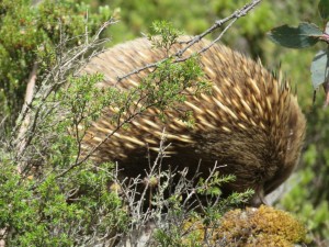 026 WallOfJerusalemWalkEchidna